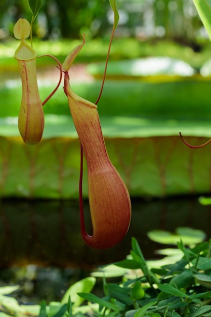 Pitcher plants carnivorous plant on a tree