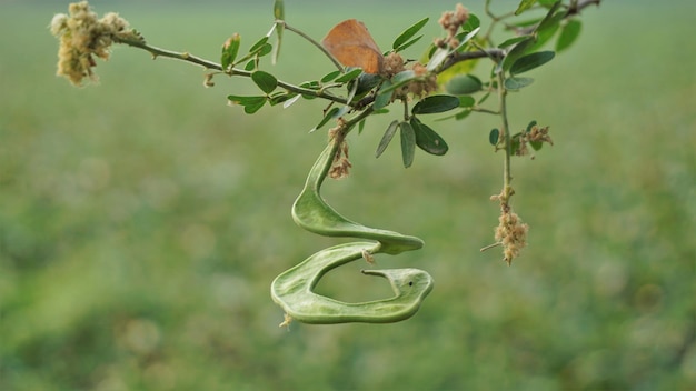 Photo pithecellobium dulce also known as manila tamarind camachile guayamochil madrasthorn blackbead etc used in tradiditonal medicine