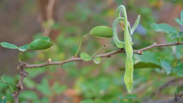 Photo pithecellobium dulce also known as manila tamarind camachile guayamochil madrasthorn blackbead etc used in tradiditonal medicine