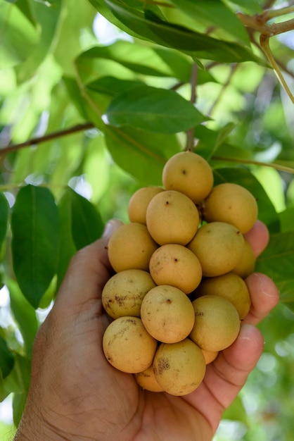 Foto pitomba braziliaanse vrucht boompje pitomba's op de boom