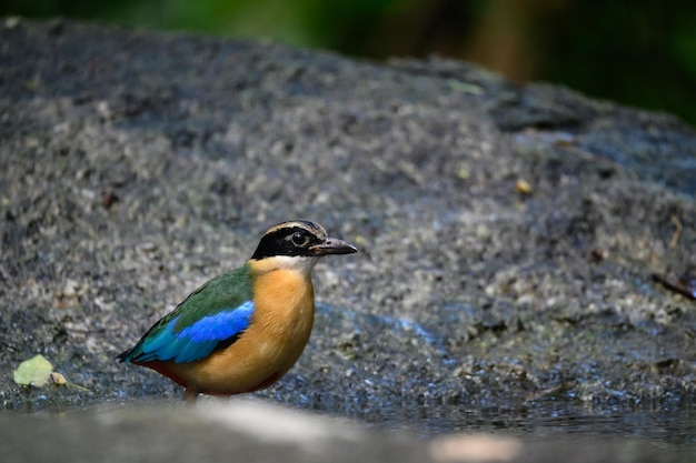 Pitta moluccensis bird is standing After swimming in the pond to cool off