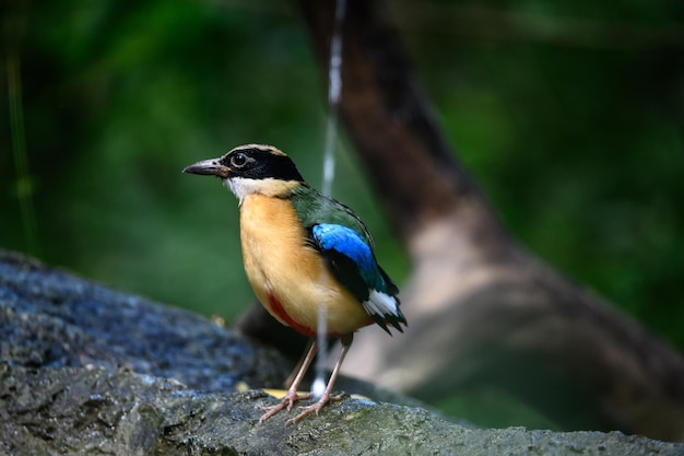 Pitta moluccensis bird is standing After swimming in the pond to cool off