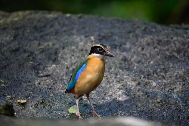 Pitta moluccensis vogel staat Na het zwemmen in de vijver om af te koelen