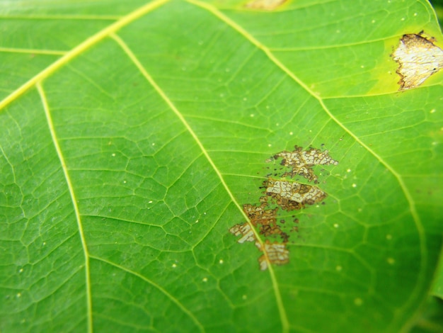 Pitted leaf in natural ambiance