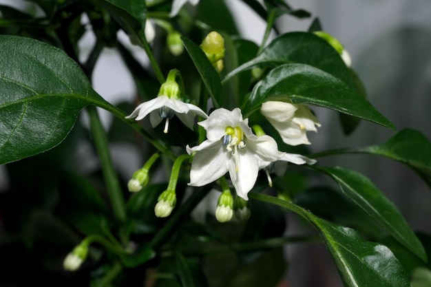 Pittige bittere peperbloemen voor binnenshuis