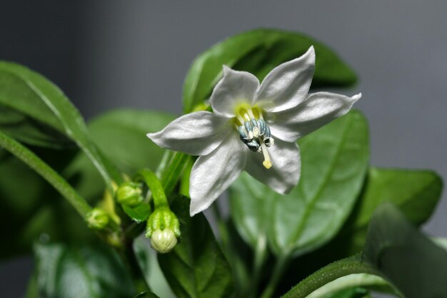 Pittige bittere peperbloemen voor binnenshuis