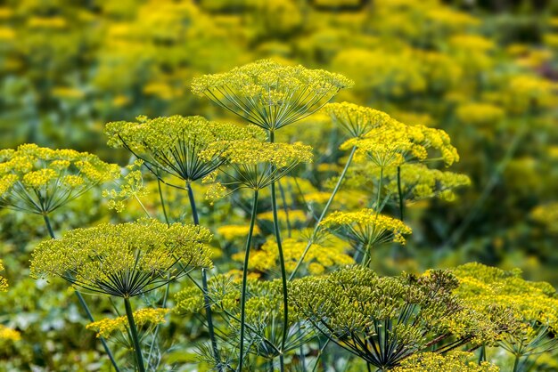 Pittige plant bloeiende dille in de tuin