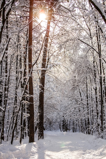 Pittoresk beeld van besneeuwde bomen in bossen overdag