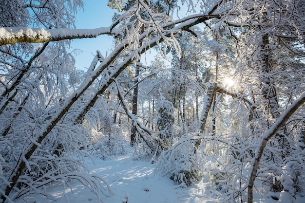 Pittoresk besneeuwd bos in de winter