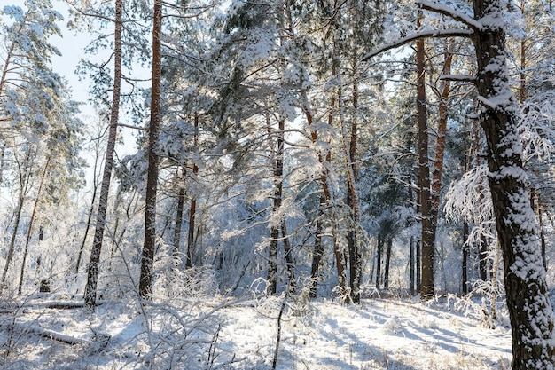 Pittoresk besneeuwd bos in de winter