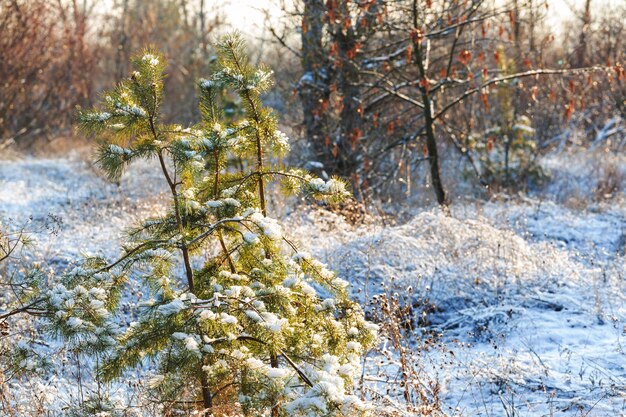 Pittoresk besneeuwd bos in de winter