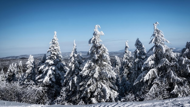 Pittoresk en schilderachtig panorama van winterbergen met besneeuwd sparrenbos op een zonnige dag