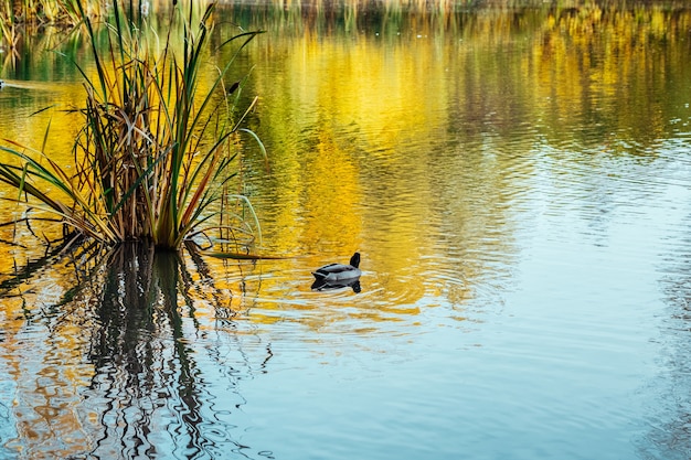 Pittoresk kleurenbos wordt weerspiegeld in het meer in het herfstpark op een zonnige dag met zwemmende eenden in de vijver. Kleurrijke gebladerte boomreflecties in kalm vijverwater op een mooie herfstdag