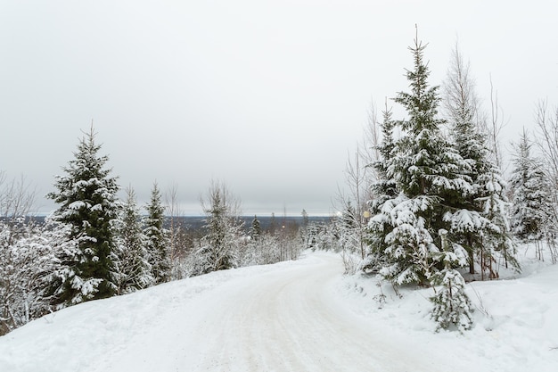 Pittoresk landschap met de besneeuwde weg in het pittoreske winterbos.