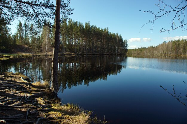 Pittoresk meer in het bos met hemelbezinning.