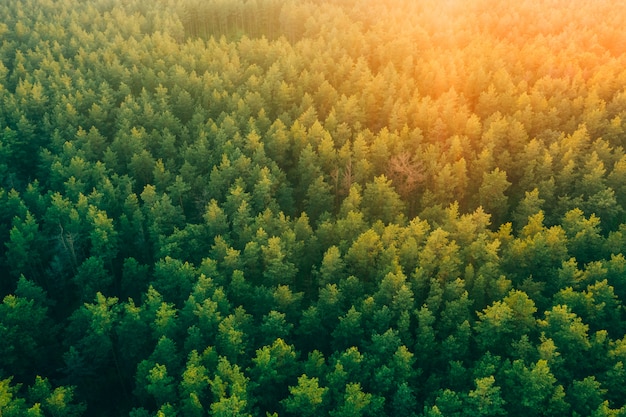 Pittoresk mooi bos van pijnbomen bij zonsondergang vanaf een hoogte.