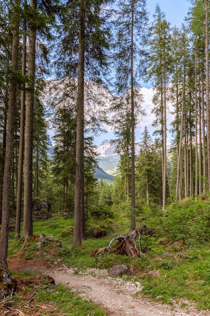 Pittoresk parcours in een naaldbos aan de voet van de Italiaanse Alpen