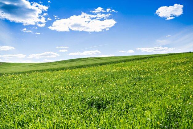 Pittoresk uitzicht op groen veld