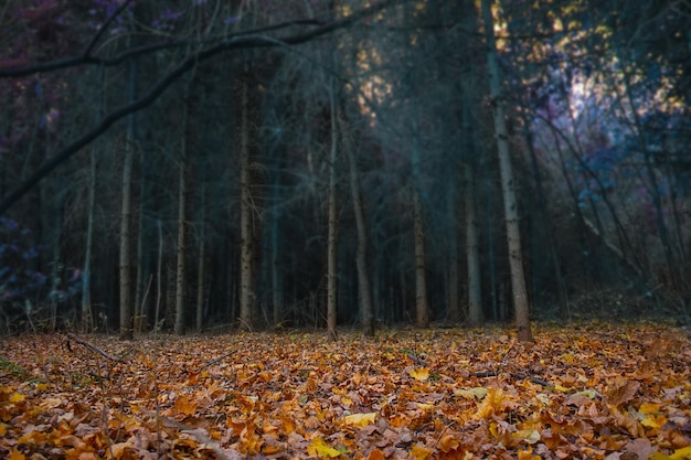 Pittoresk uitzicht op prachtige betoverde bomen Geweldig sprookjeslandschap