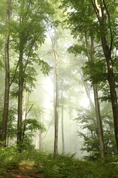 Pittoresk voorjaar beukenbos in de mist