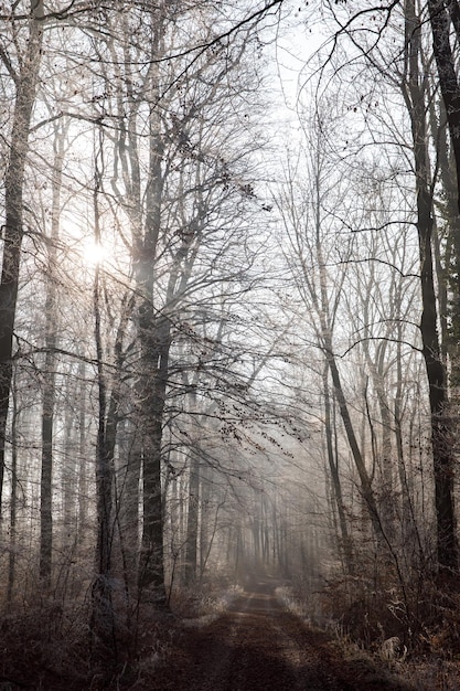 Pittoresk winterbos in de ochtend De bomen zijn bedekt met rijp.