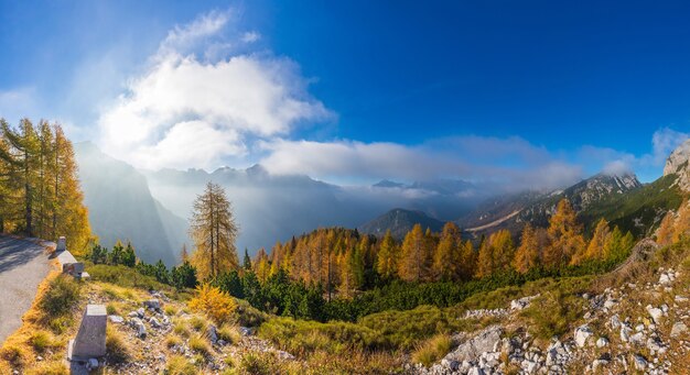 Pittoreske lariksbomen in de mist langs de weg bij de Mangart-pas Slovenië