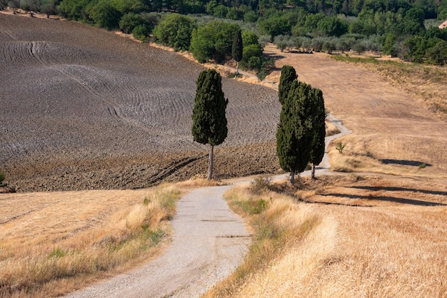 Pittoreske plattelandsweg met cipres tussen gele zomervelden in Toscane, Italië