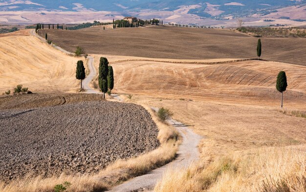 Pittoreske plattelandsweg met cipres tussen gele zomervelden in Toscane, Italië