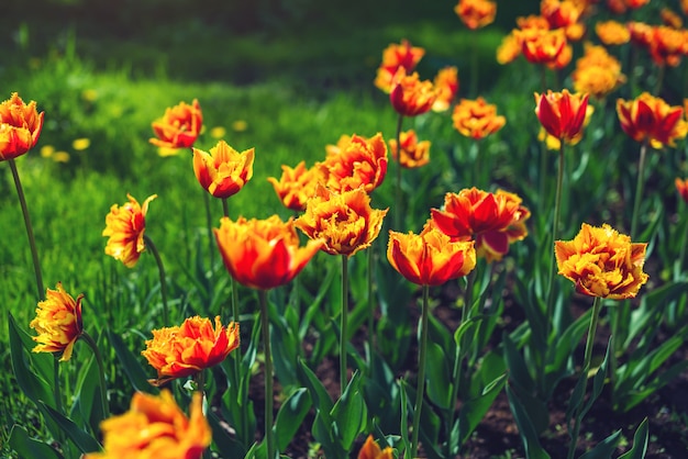 Pittoreske weide met een prachtig bloeiende knoppen van geeloranje tulpen.