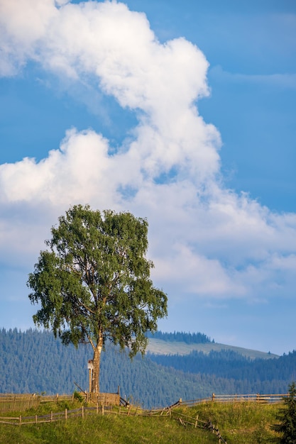 Pittoreske zomer Karpaten berglandschap Oekraïne