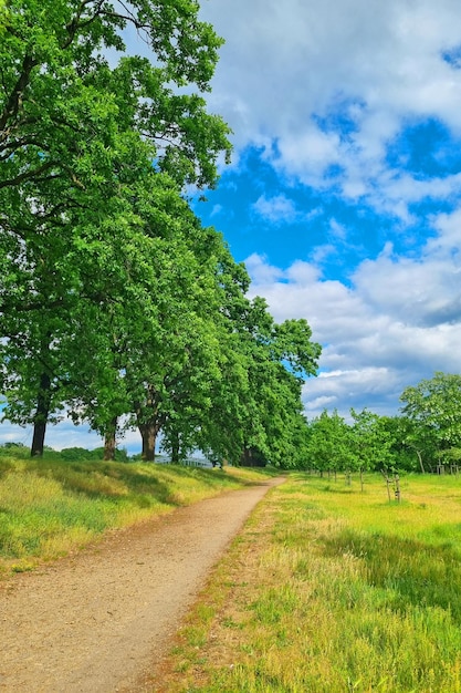 Pittoreske zomerse achtergrond Trail langs de groene bomen