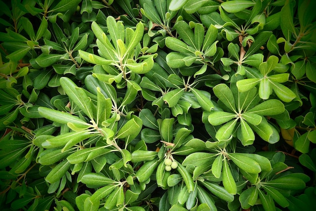 Pittosporum is een geslacht van 200 soorten bloeiende planten in de familie Pittosporaceae Ze zijn algemeen bekend als pittosporums of cheesewoods Groene mooie bladeren Natuur van Montenegro planten