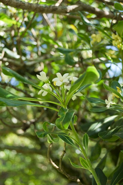 Photo pittosporum tobira commonly known as chinese orange blossom