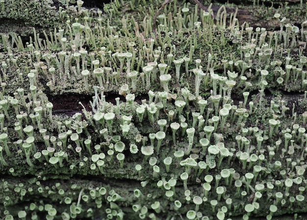 Pixie cup korstmos wetenschappelijke naam Cladonia asahinae