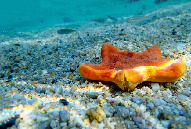 Placenta biscuit starfish underwater image into the mediterranean sea sphaerodiscus placenta