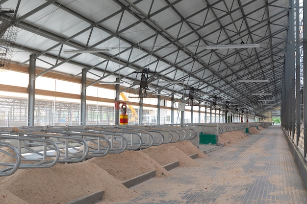 Places for keeping dairy cows bedded with recycled manure and sawdust on a modern dairy farm