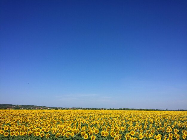 Plain land beautiful view