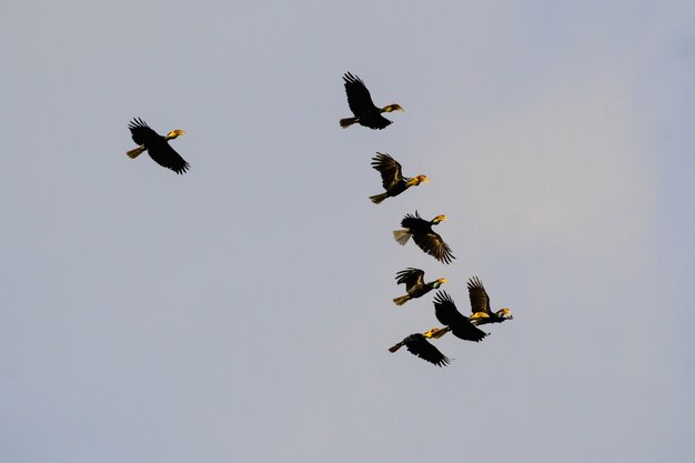 일반 주머니 Hornbill, Rhyticeros subruficollis 새가 비옥한 숲에서 철새 비행.