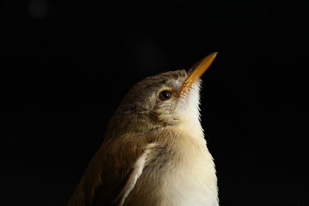 Plain Prinia bird isolated