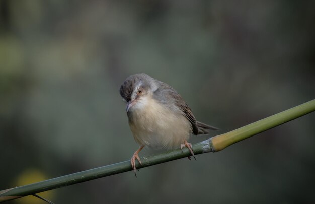 Plain Prinia on the branch animal portrait