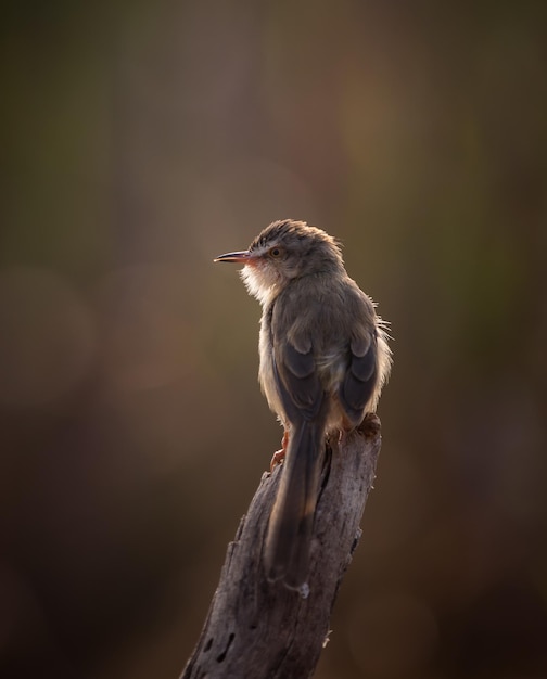 Plain Prinia 역광 방식으로 촬영 중입니다.