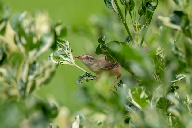 プレーンPrinia（prinia inornata）が緑のPolysciasの木にとまる