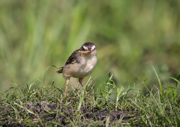 Plain Prinia