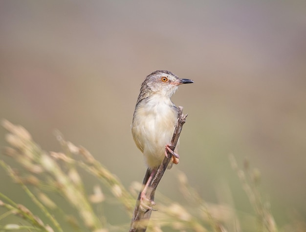 Plain Prinia