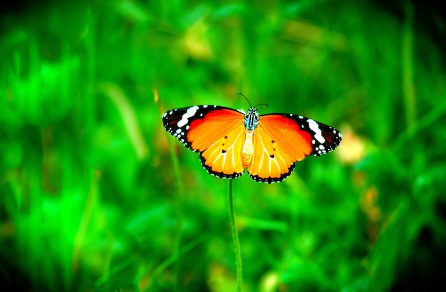 The Plain tiger butterfly on the flower plant