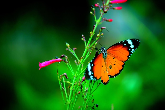 The Plain tiger butterfly on the flower plant