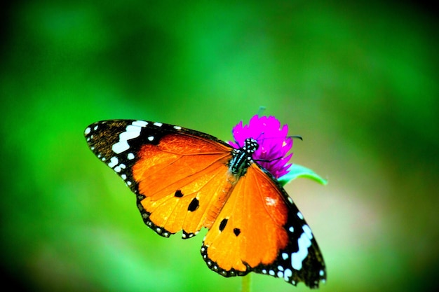 The Plain tiger butterfly on the flower plant