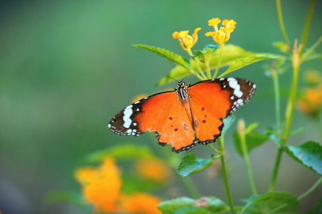 The Plain tiger butterfly on the flower plant