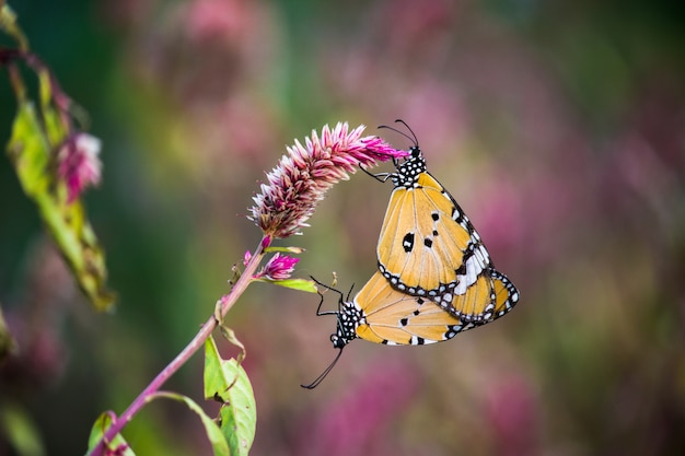 Plain Tiger Butterfly Mating on Flower