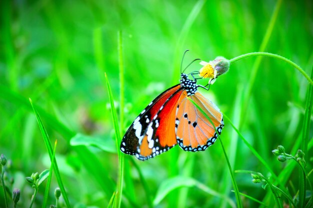 The Plain tiger butterfly resting on the flower plant